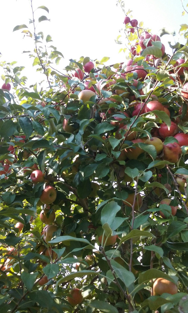 Apple Tree