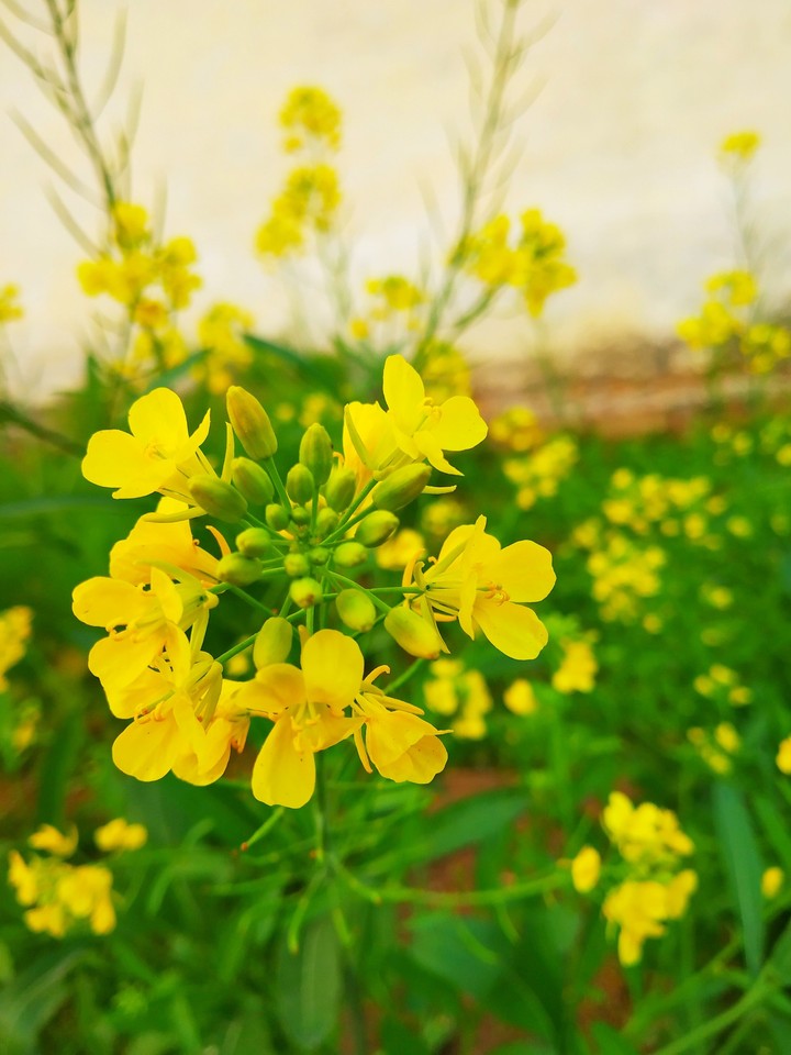 beautiful flower