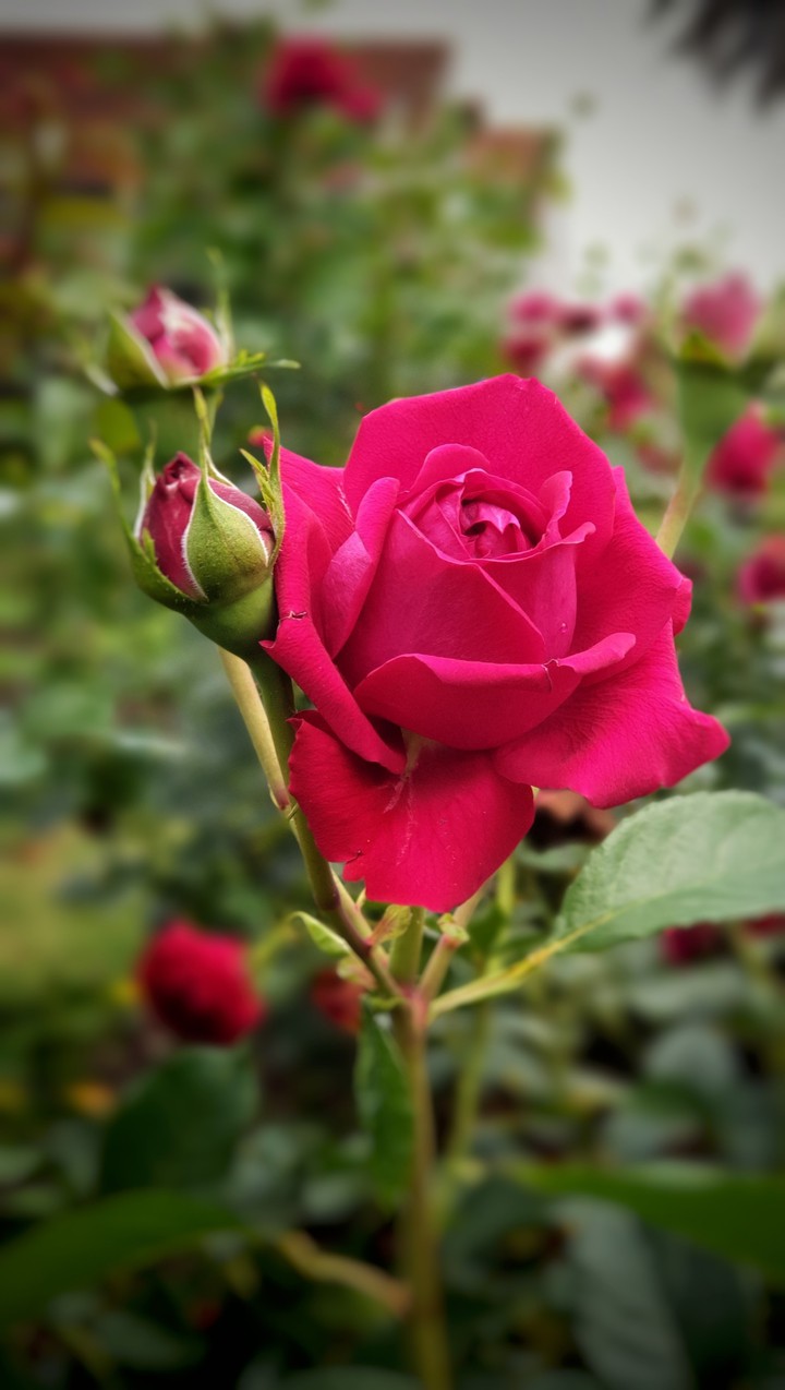 Rose