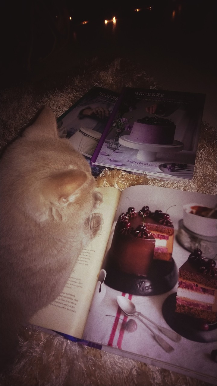 Cat and cake