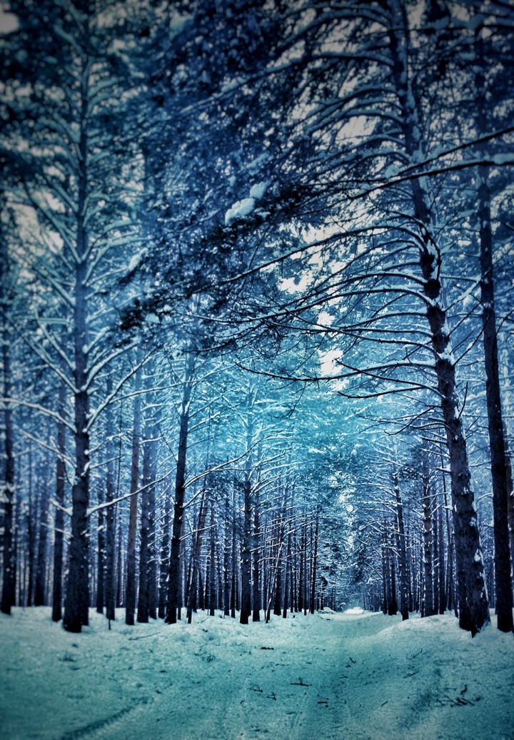 In the dark forest