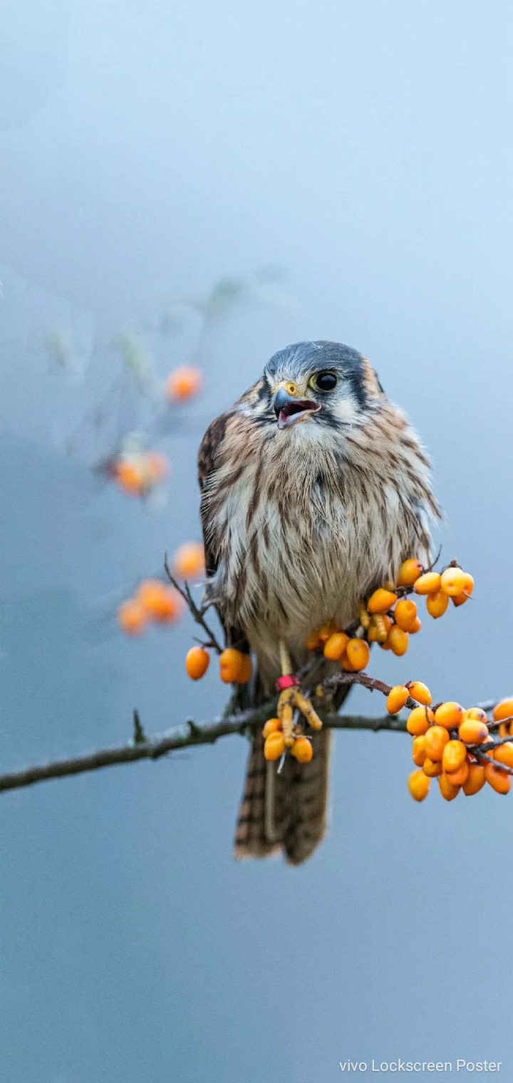 bird