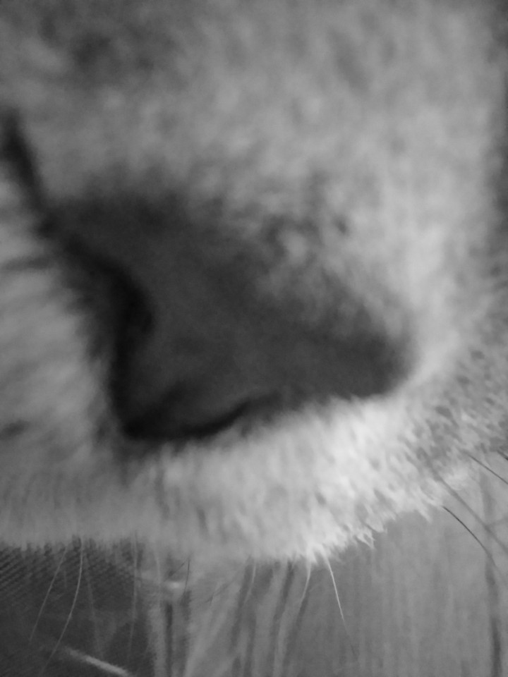 нос кота
