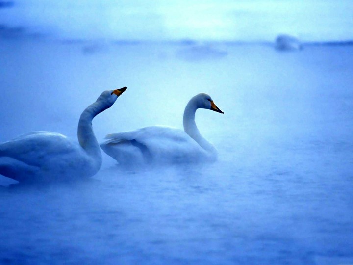 The Swan