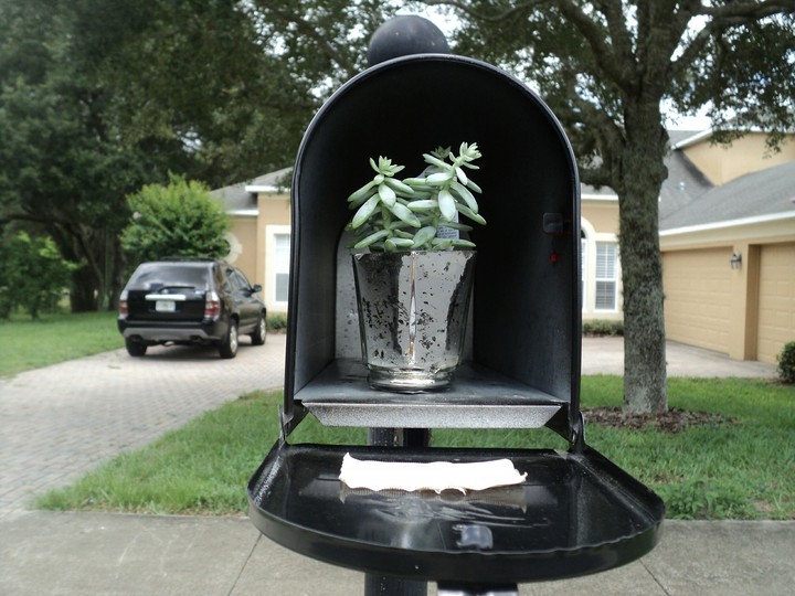 Unusual Succulent