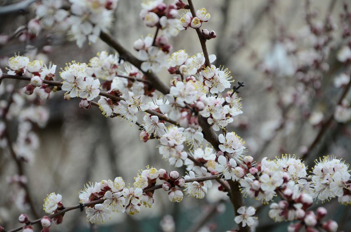 apricot