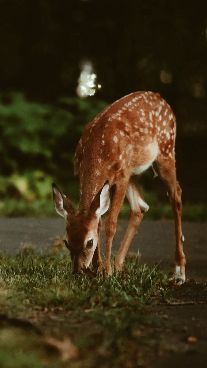 Animal