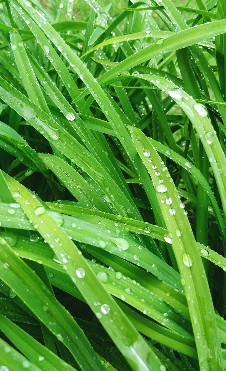 Grase is green