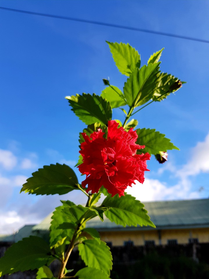 Red hibiscus
