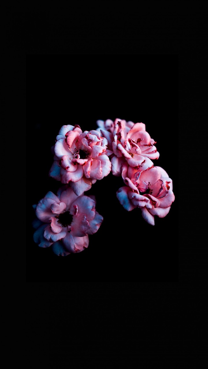 Amazing FLOWER wallpaper