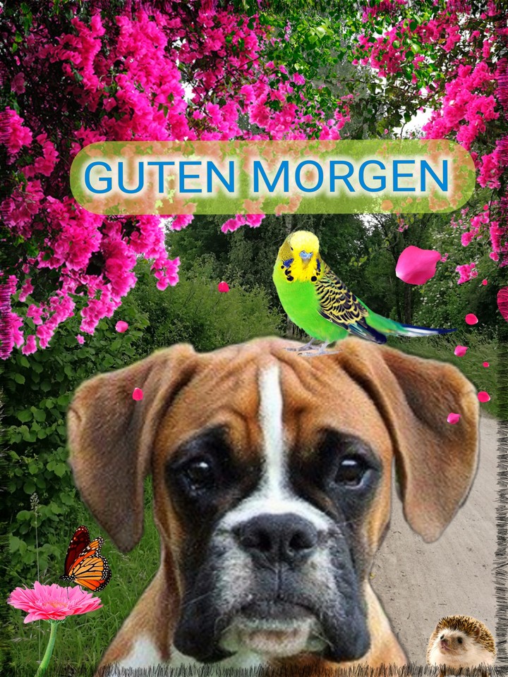 Guten Morgen