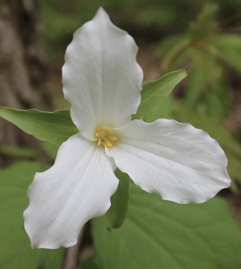 petal, dicotyledon duvar kağıtları