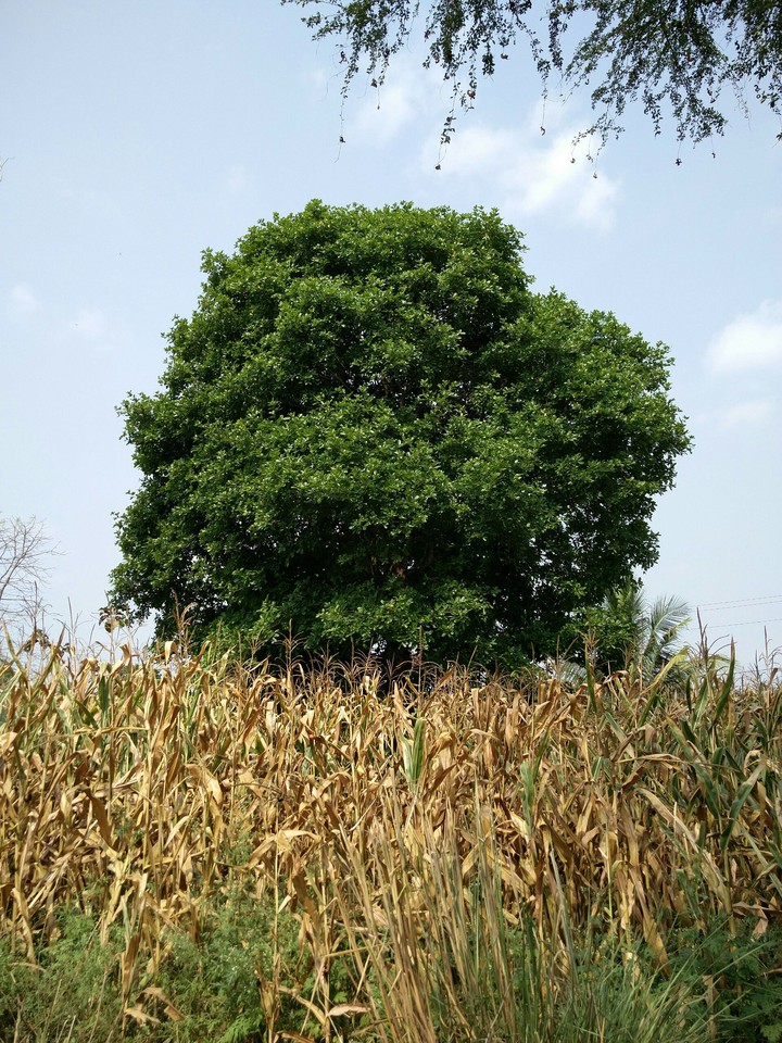 tree