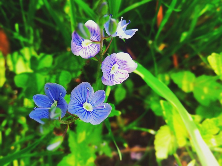 little flowers!