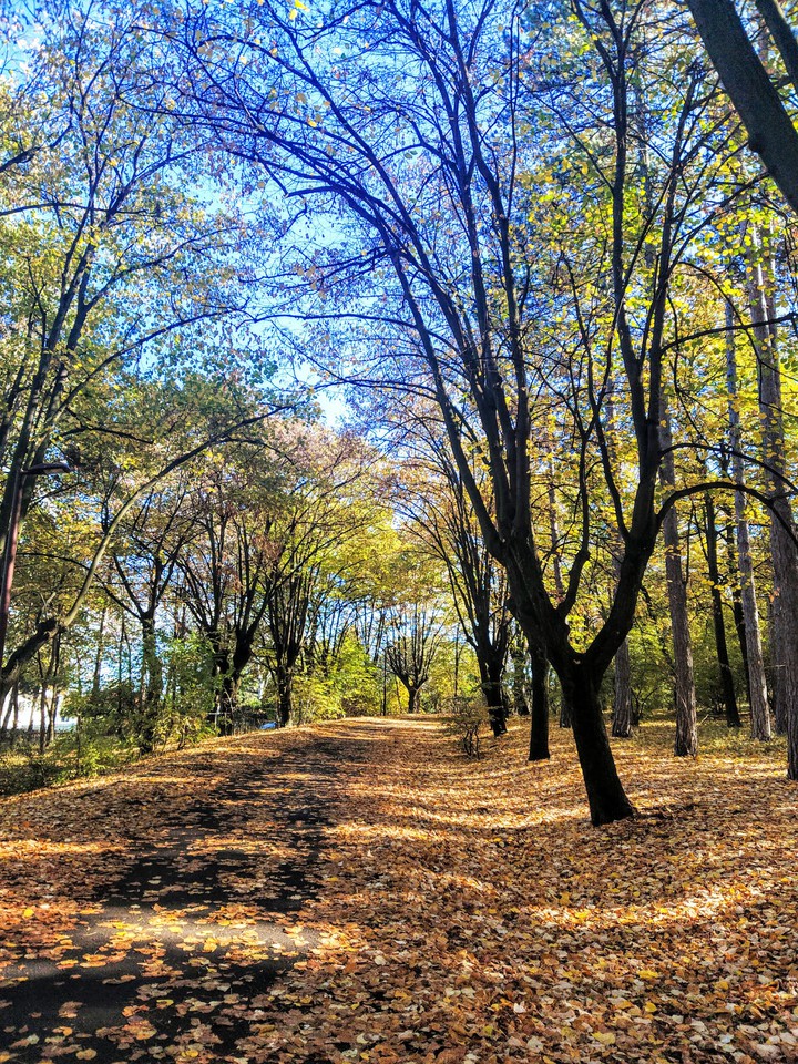 Forest beauty