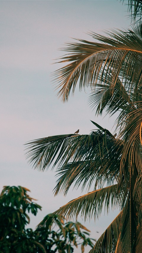 sfondi babassu, Coconut