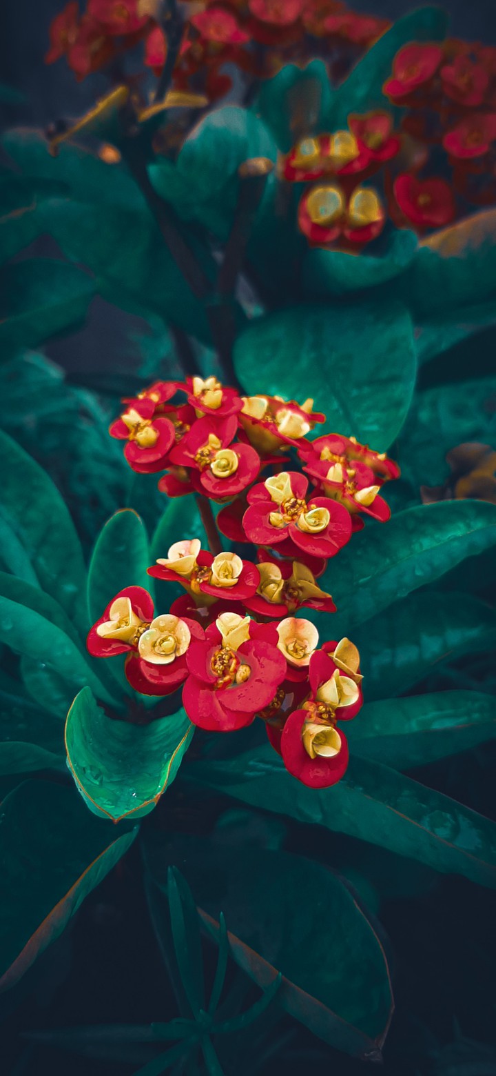 Red n green
