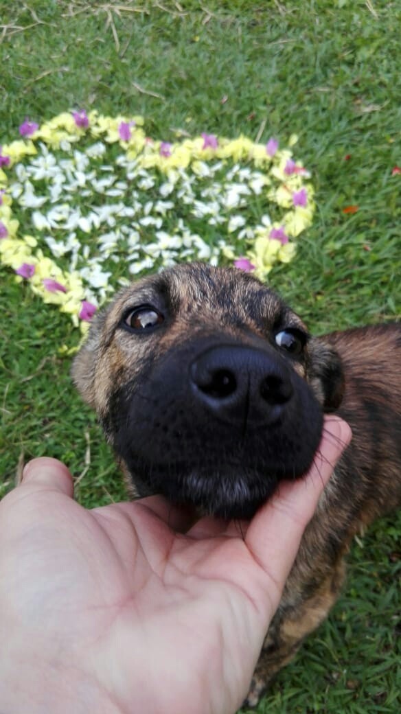 dog