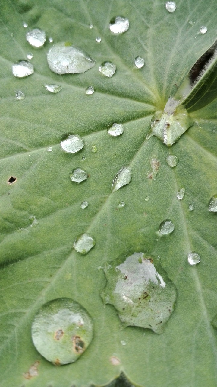 Wassertropfen
