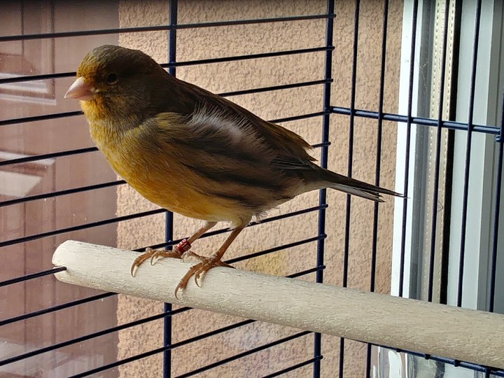 Canary
