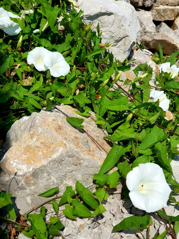 life on stone