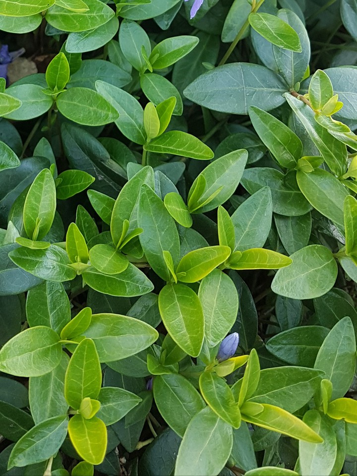 green summer