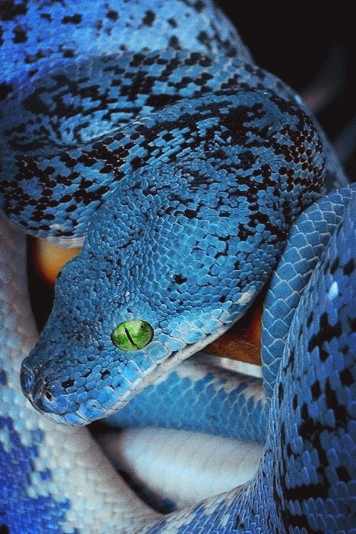 Blue Snake