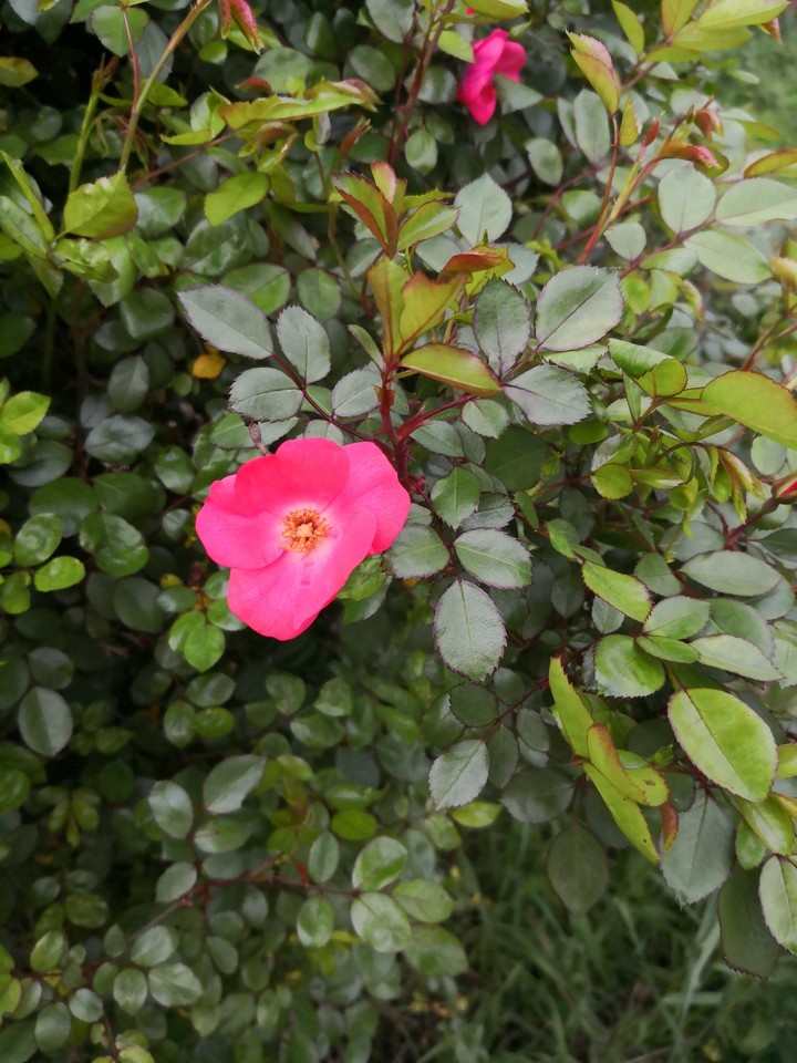 spring flower
