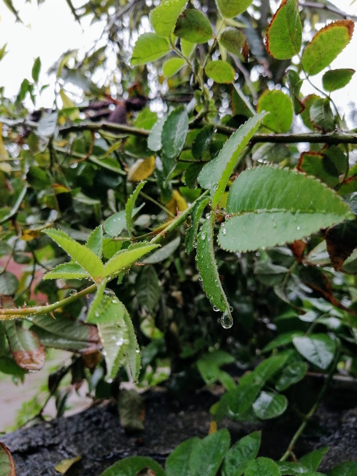 plant