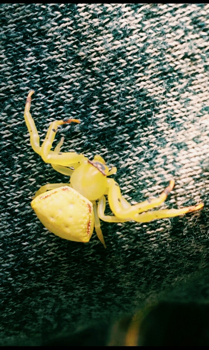 SPIDER