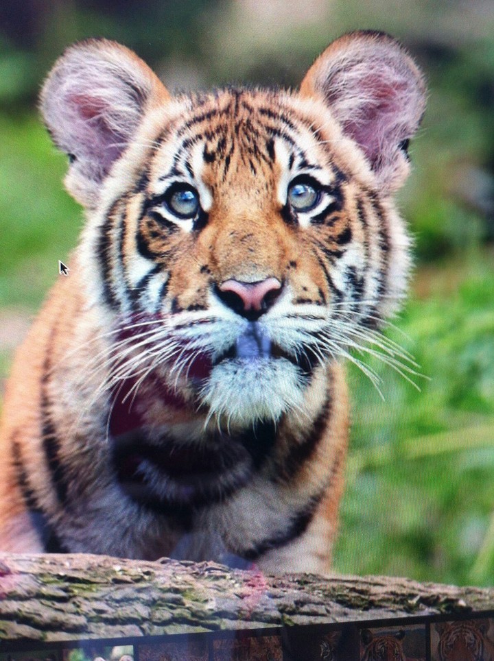 Tiger Baby