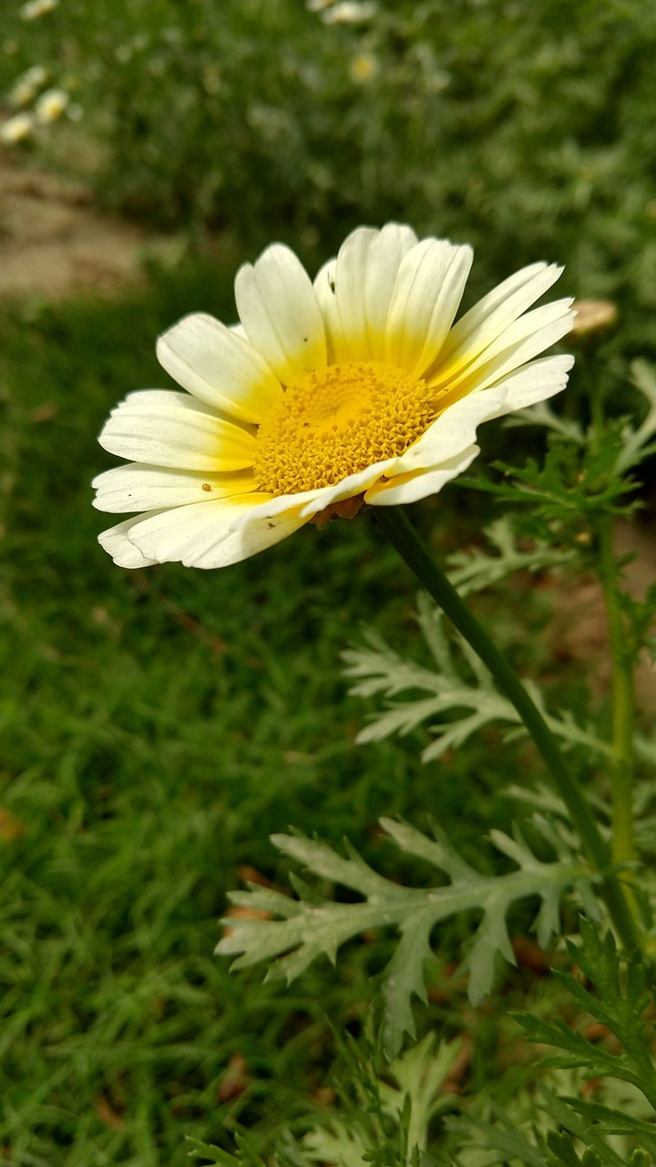 flower