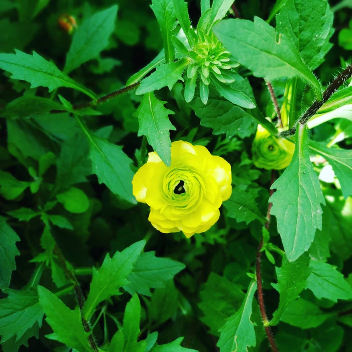 yellow