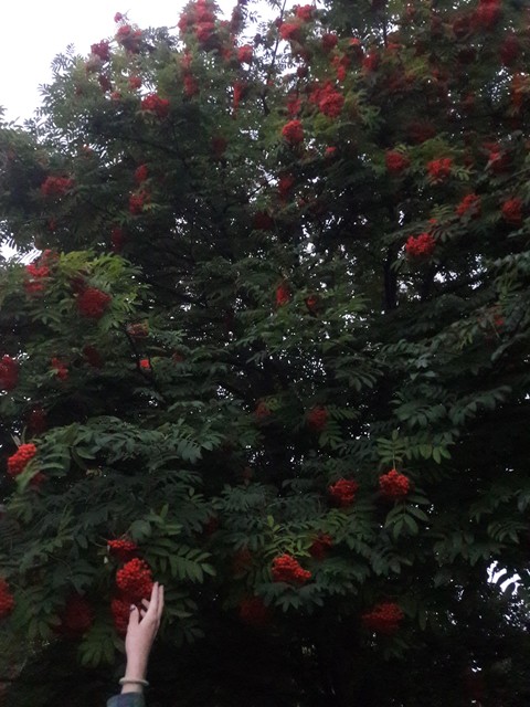 Rowan