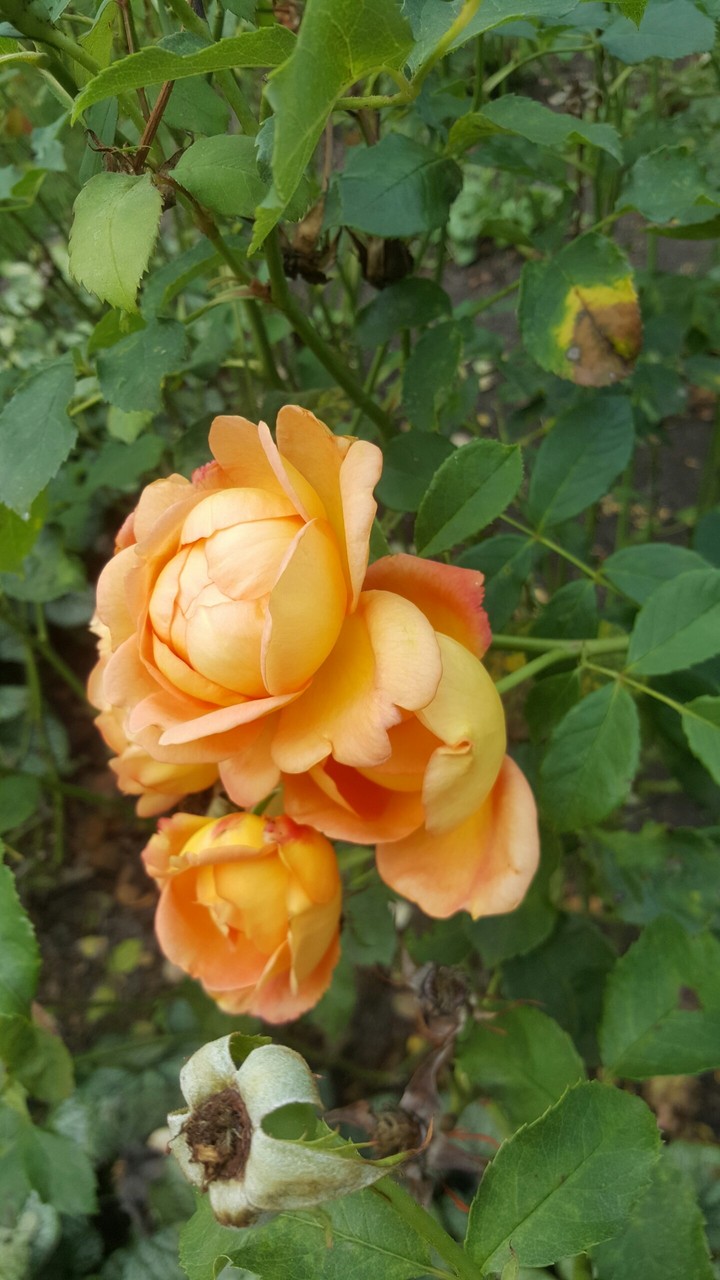 Orange Rose
