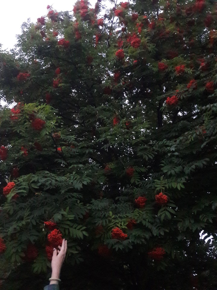 Rowan
