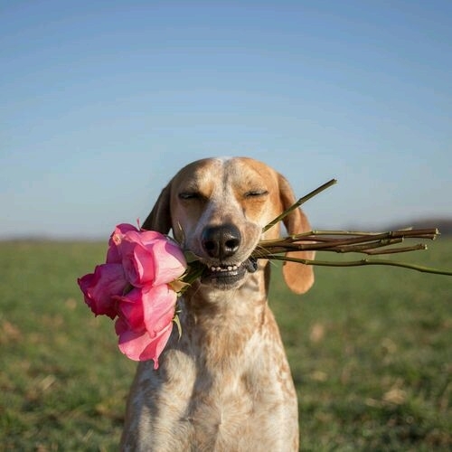 troce rosa para você