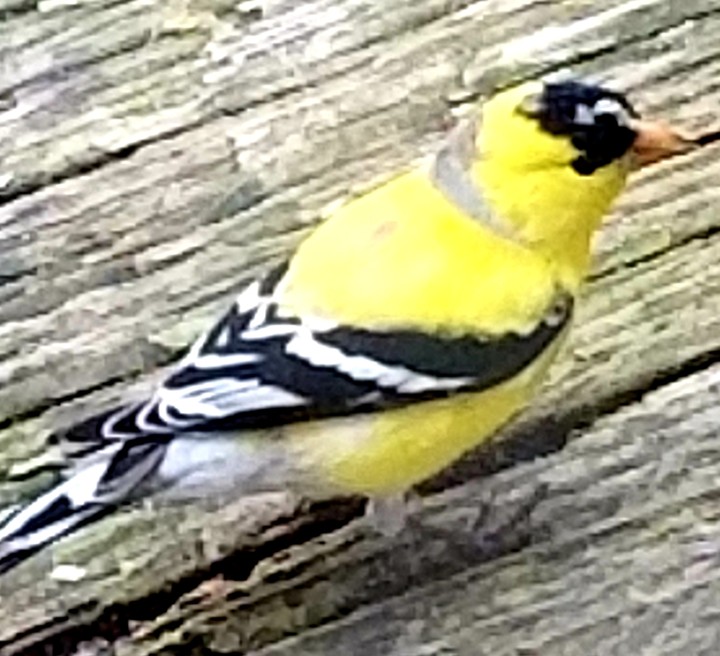 bird