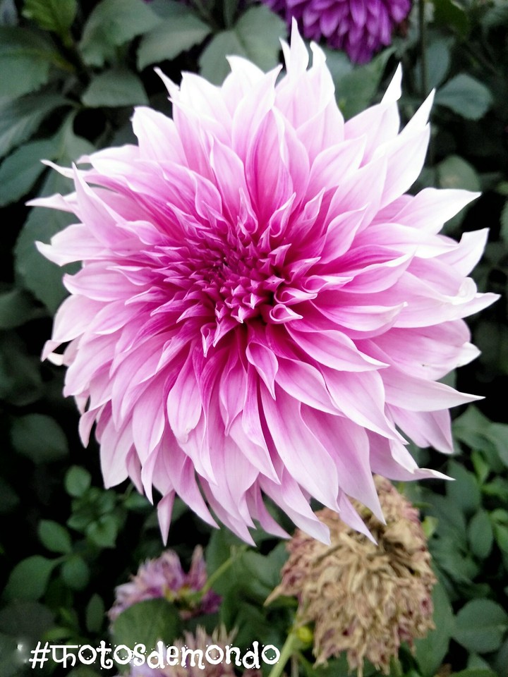 pink flawer
