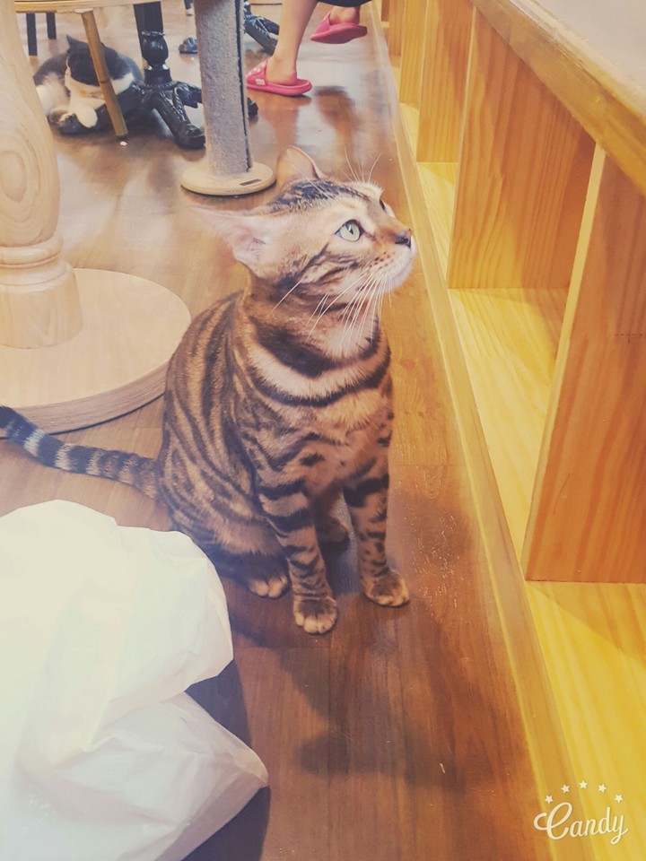 cat2