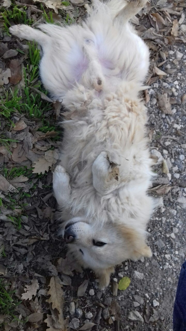 Little dog.