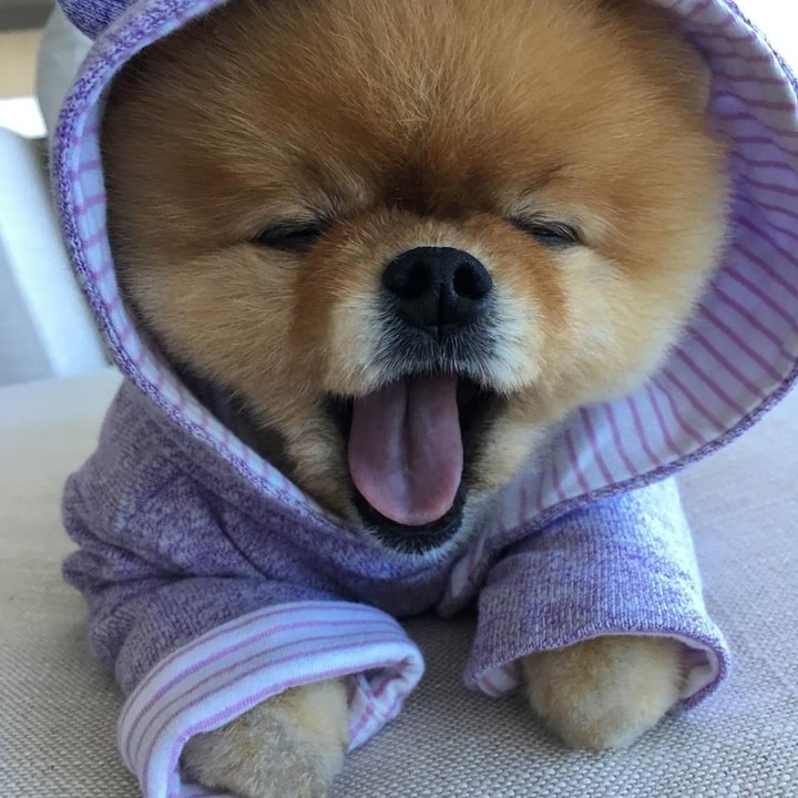 dog