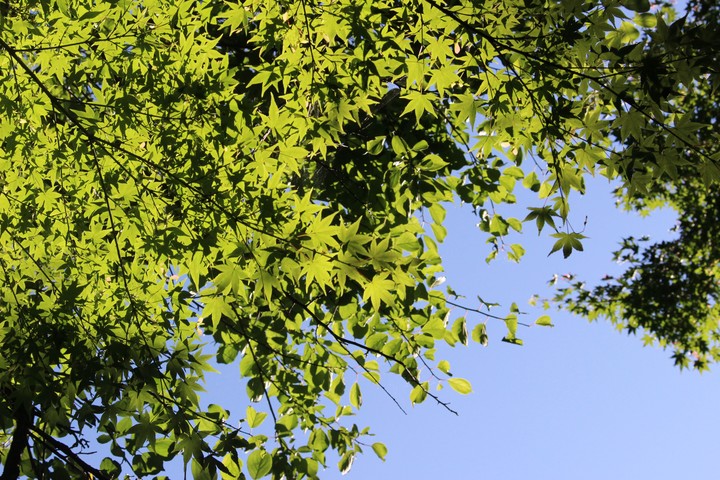 Green×Blue
