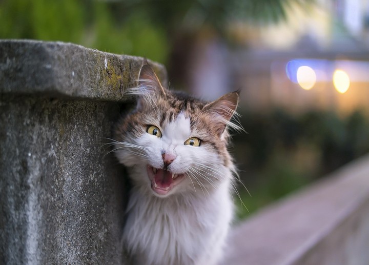Angry Cat