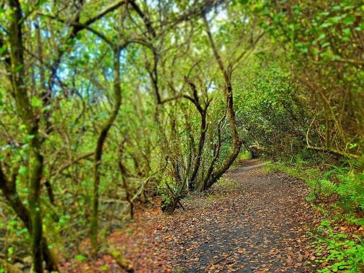 Into the woods...