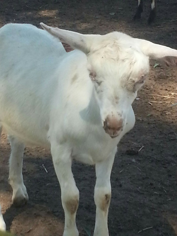 Goat