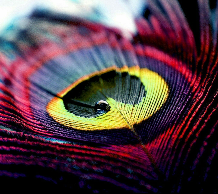 wing