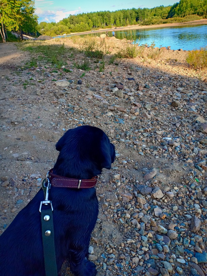 Labrador