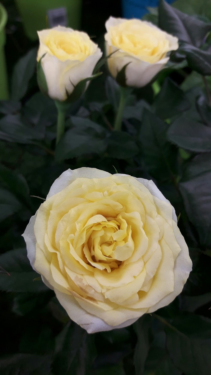 white roses