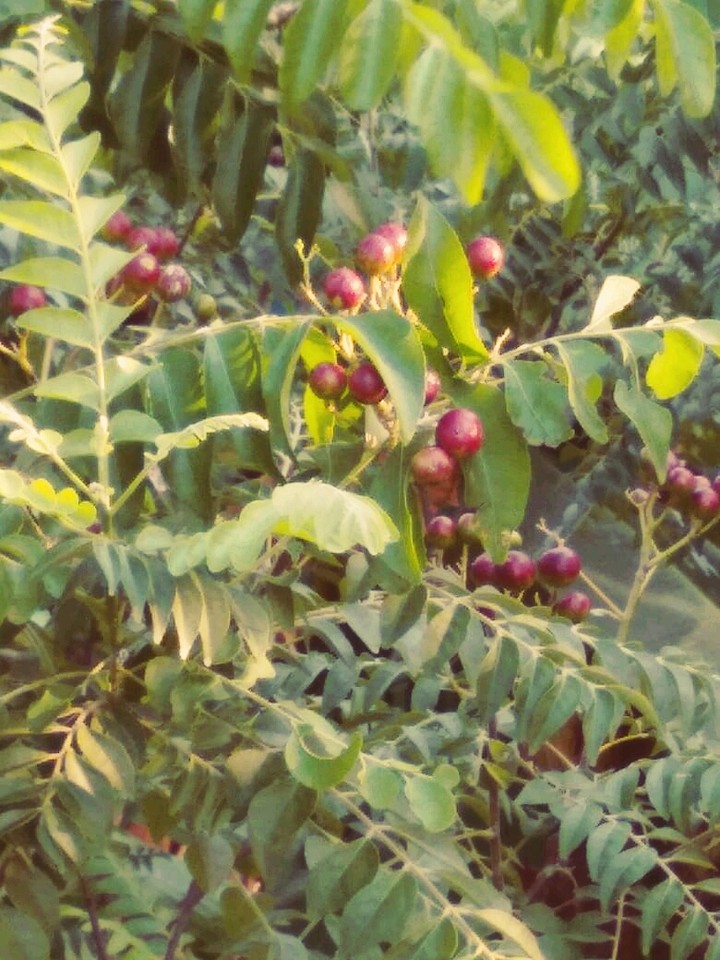 curry leaf